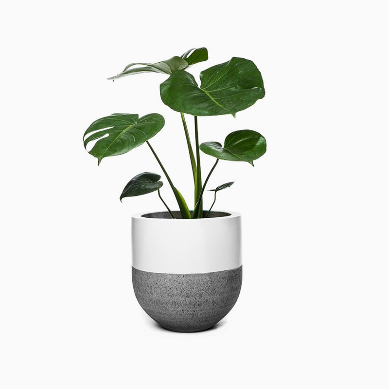 Auctor sem - Image 3